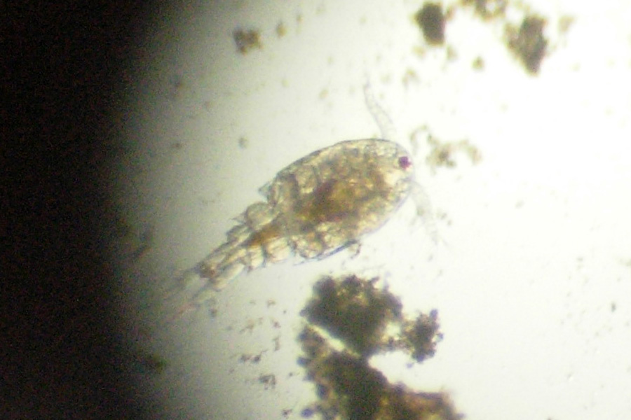 Copepode